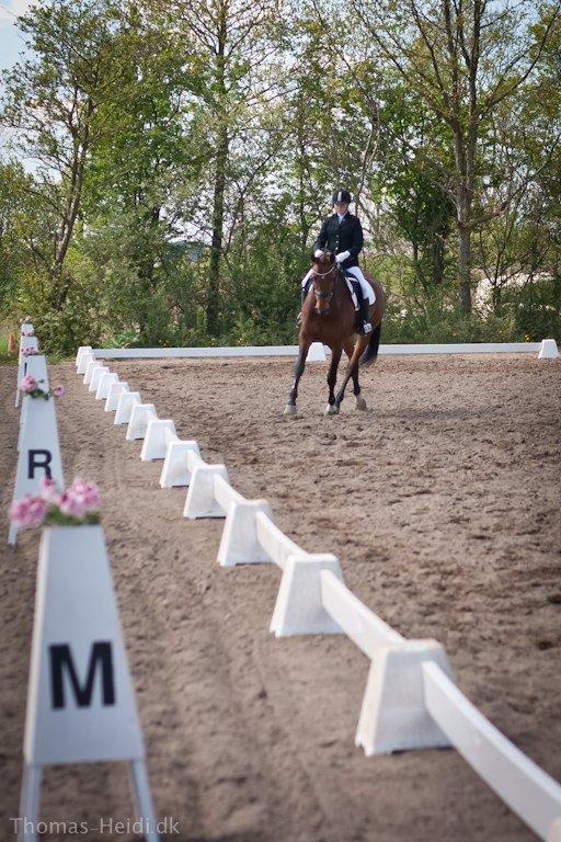 Hannoveraner Festina - Første stævne billede 12