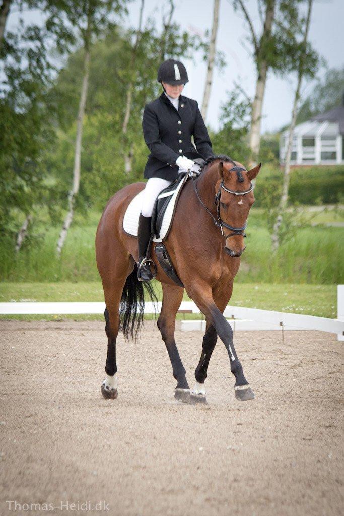 Hannoveraner Festina billede 16