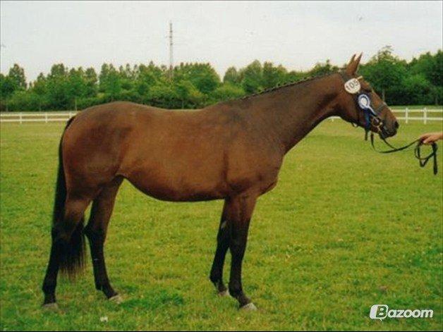 Oldenborg Drisdal´s Spice girl billede 2