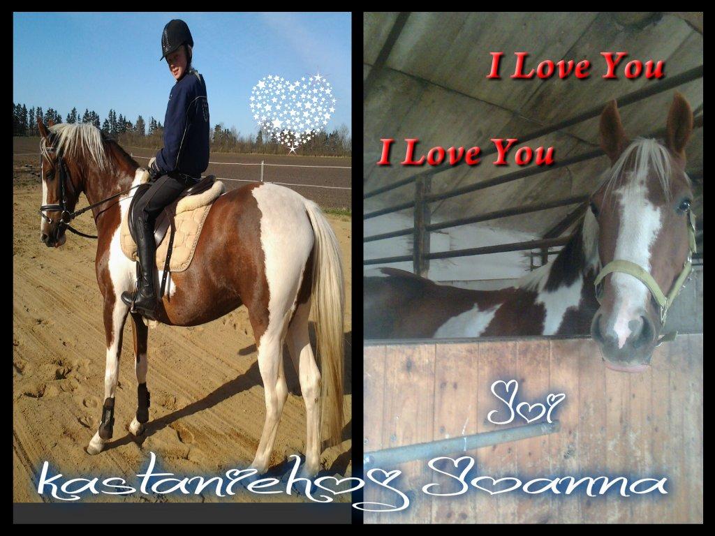 DSP Kastaniehøj Joannah billede 2