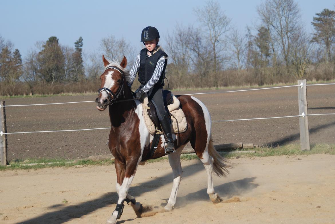 DSP Kastaniehøj Joannah billede 3