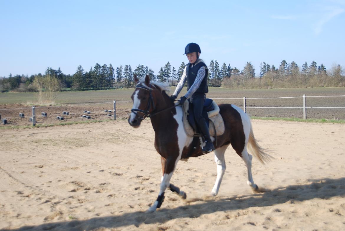 DSP Kastaniehøj Joannah billede 4