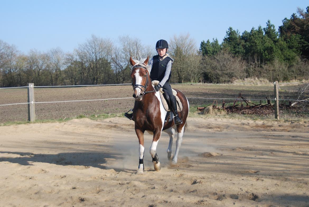 DSP Kastaniehøj Joannah - en af de første gange jeg red på hende hjemme
 billede 5