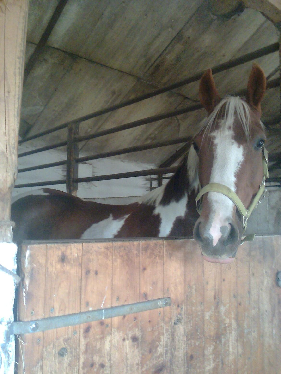 DSP Kastaniehøj Joannah billede 7