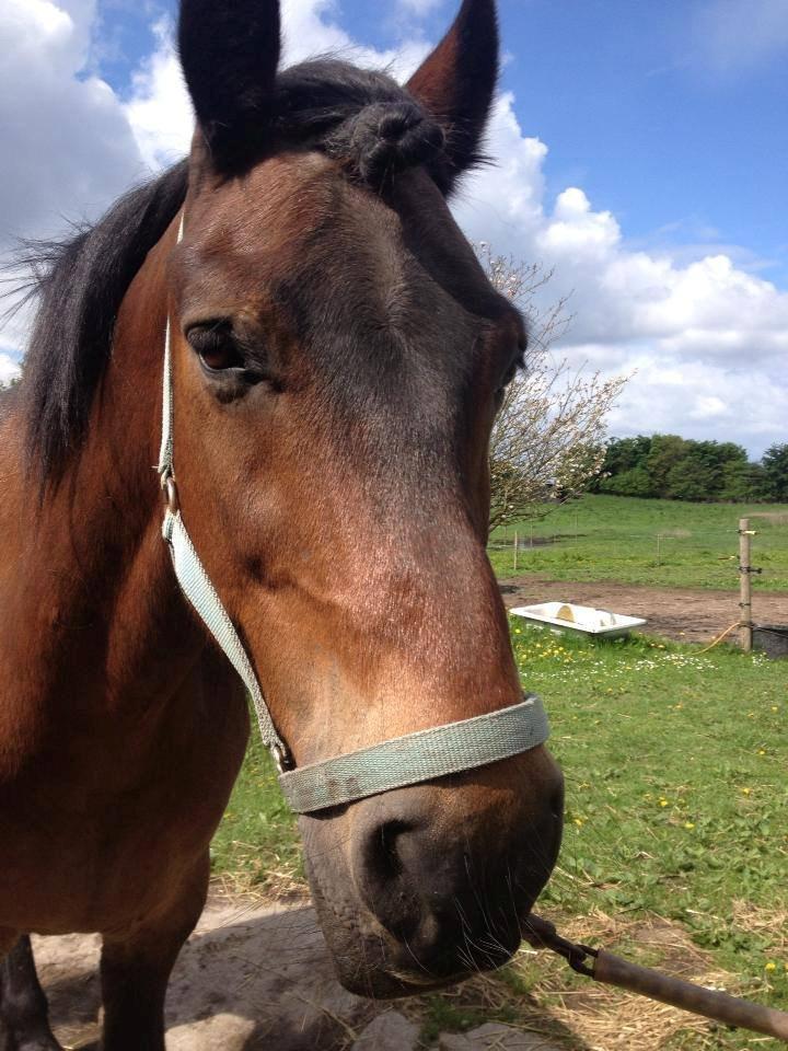 Nordsvensk Skovhest Snøvsen - Min smukke dreng, lige da jeg havde overtaget ham. billede 2
