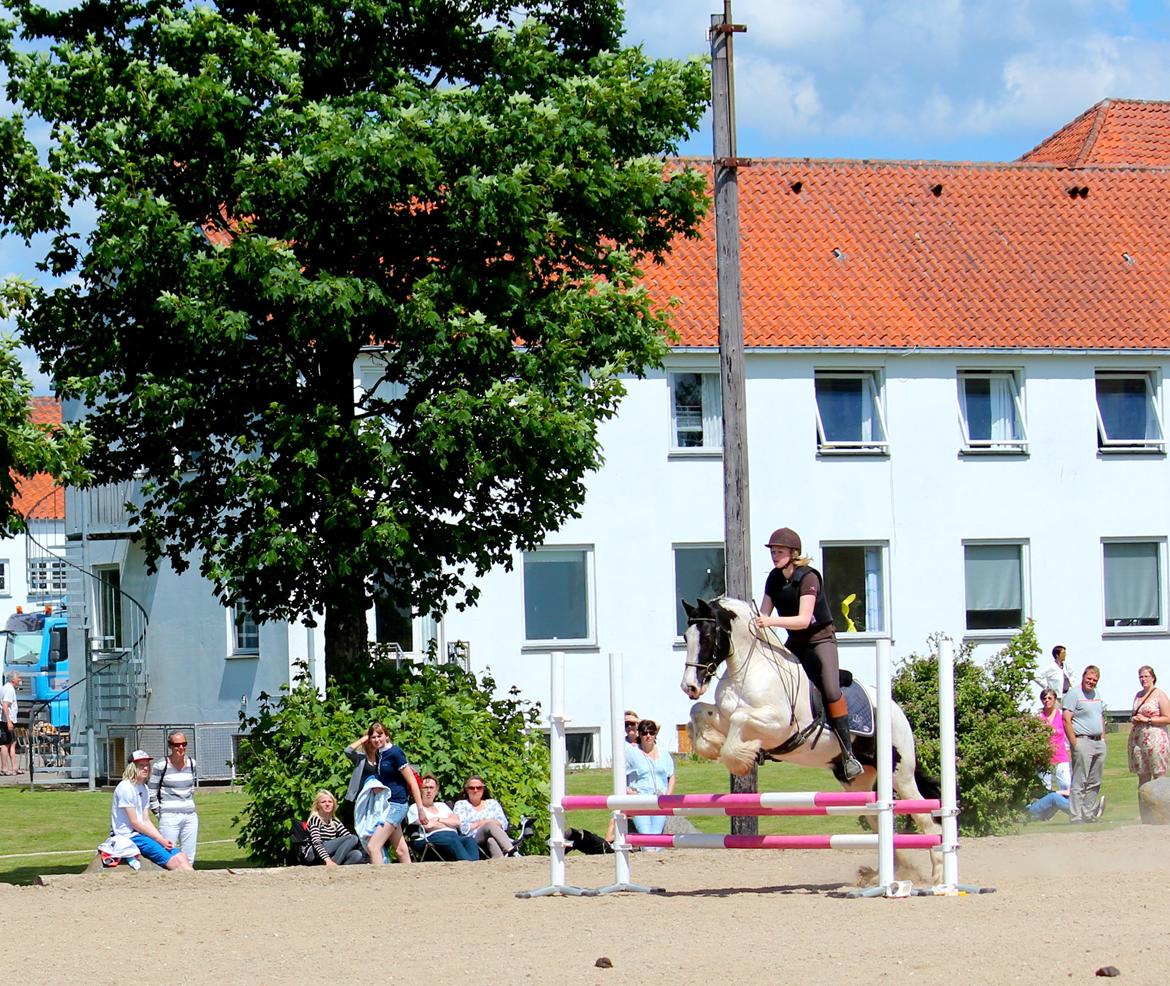 Irish Cob Django - grundlovsdag 2013 flot over 70 cm <3 LE billede 6