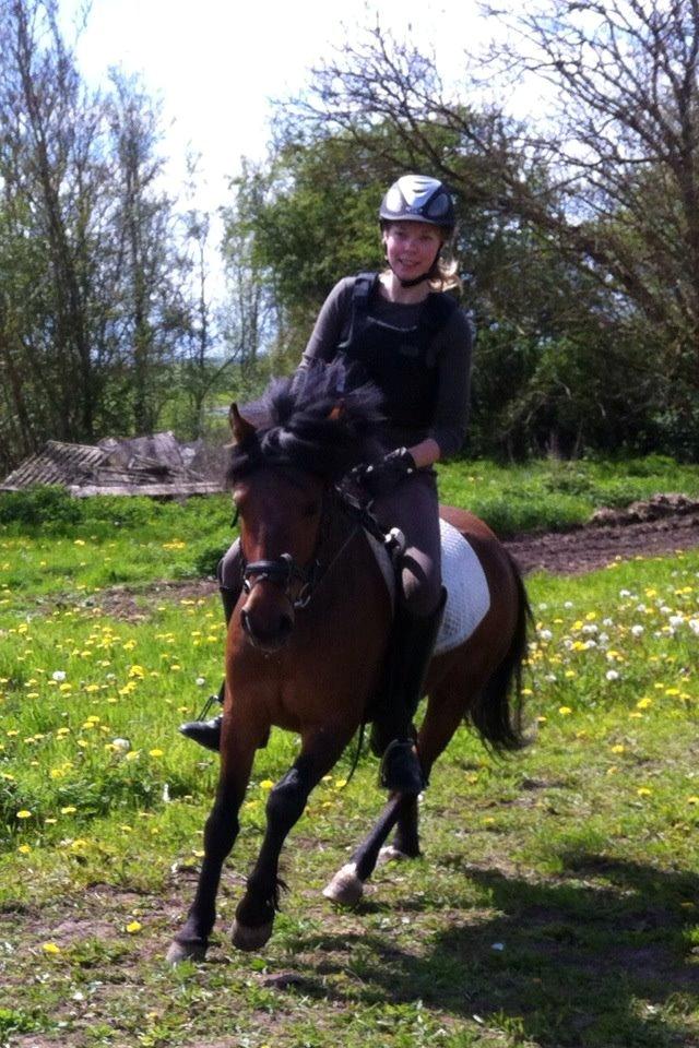 Anden særlig race Gavnbogårds Asterix billede 12