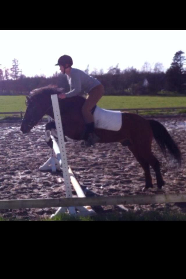 Anden særlig race Gavnbogårds Asterix billede 13