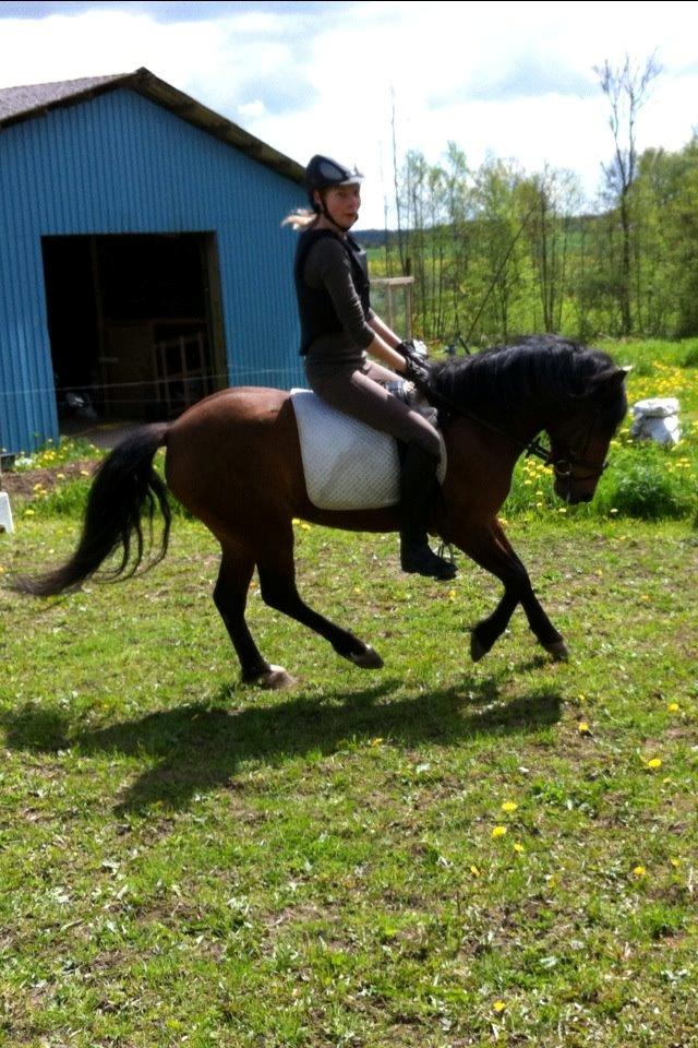 Anden særlig race Gavnbogårds Asterix billede 14