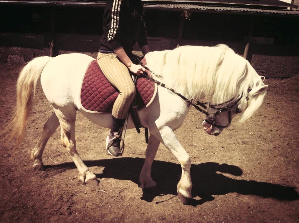 Welsh Partbred (Sec F) Harald Sir Bell - Så fantastisk min dejlige dreng kan gå! <3 
 billede 16