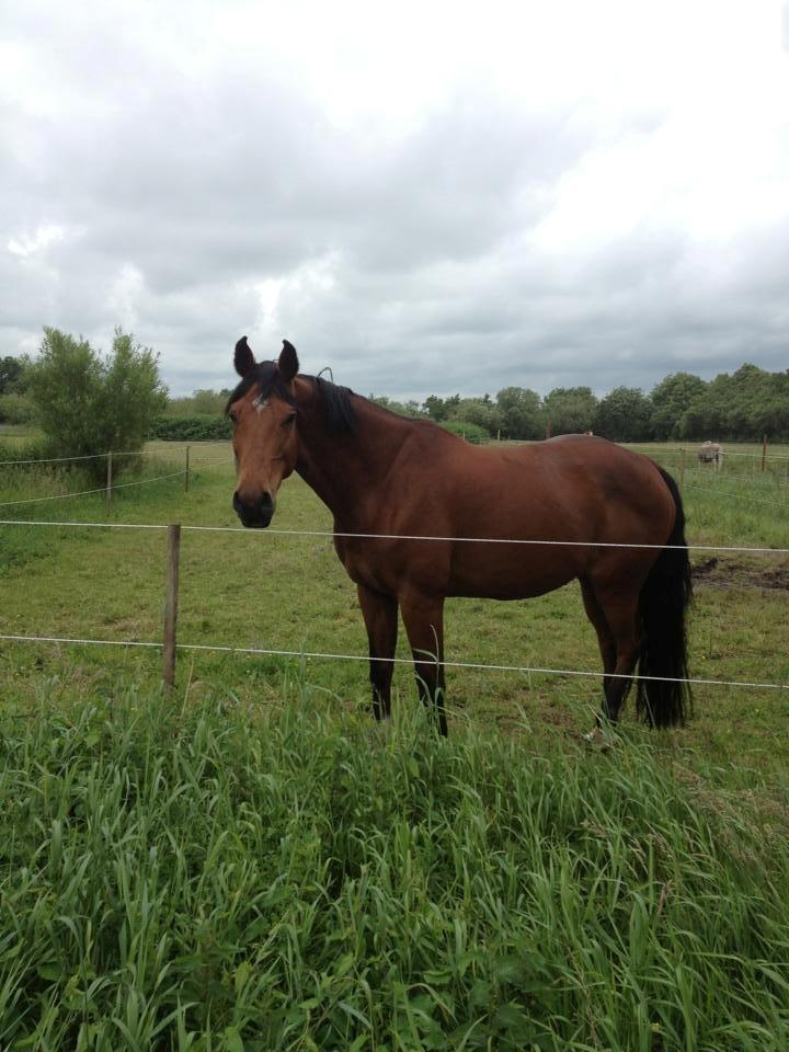 Dansk Varmblod Just Ask - Just <3 billede 4