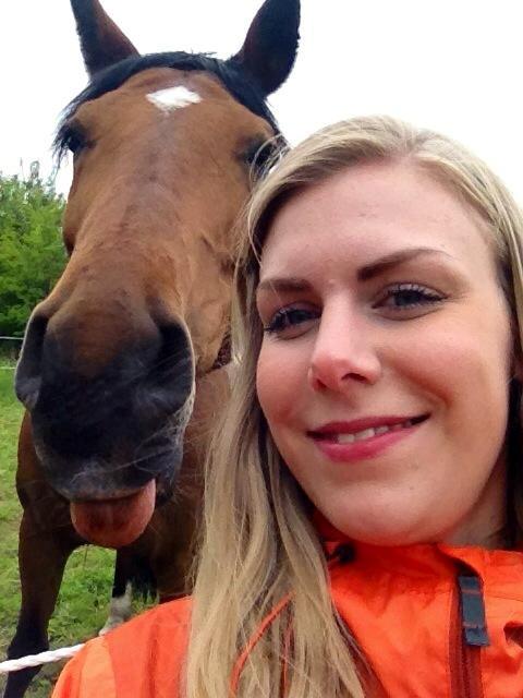 Dansk Varmblod Just Ask - Tossede hest! billede 10