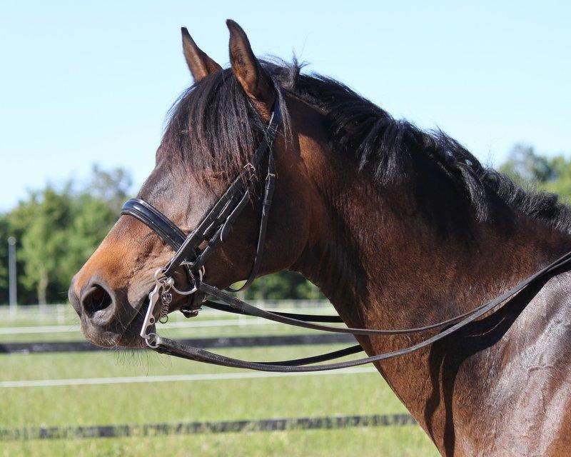 Dansk Varmblod Ny Ågårds Amoena  DULLEN B-Hest - min smukke dulle <3 billede 7