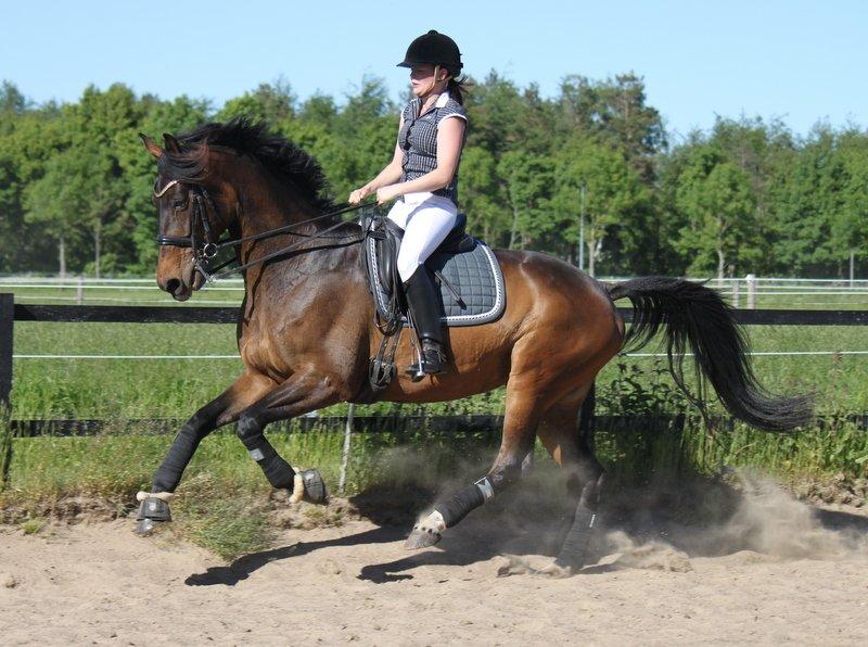 Dansk Varmblod Ny Ågårds Amoena  DULLEN B-Hest - træning sommer 13. billedet er taget af Nanna Busk billede 1