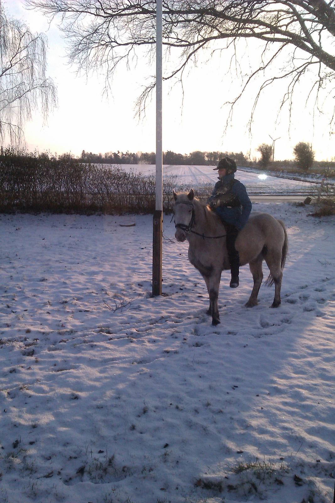Knabstrupper Prins *Solgt* billede 15