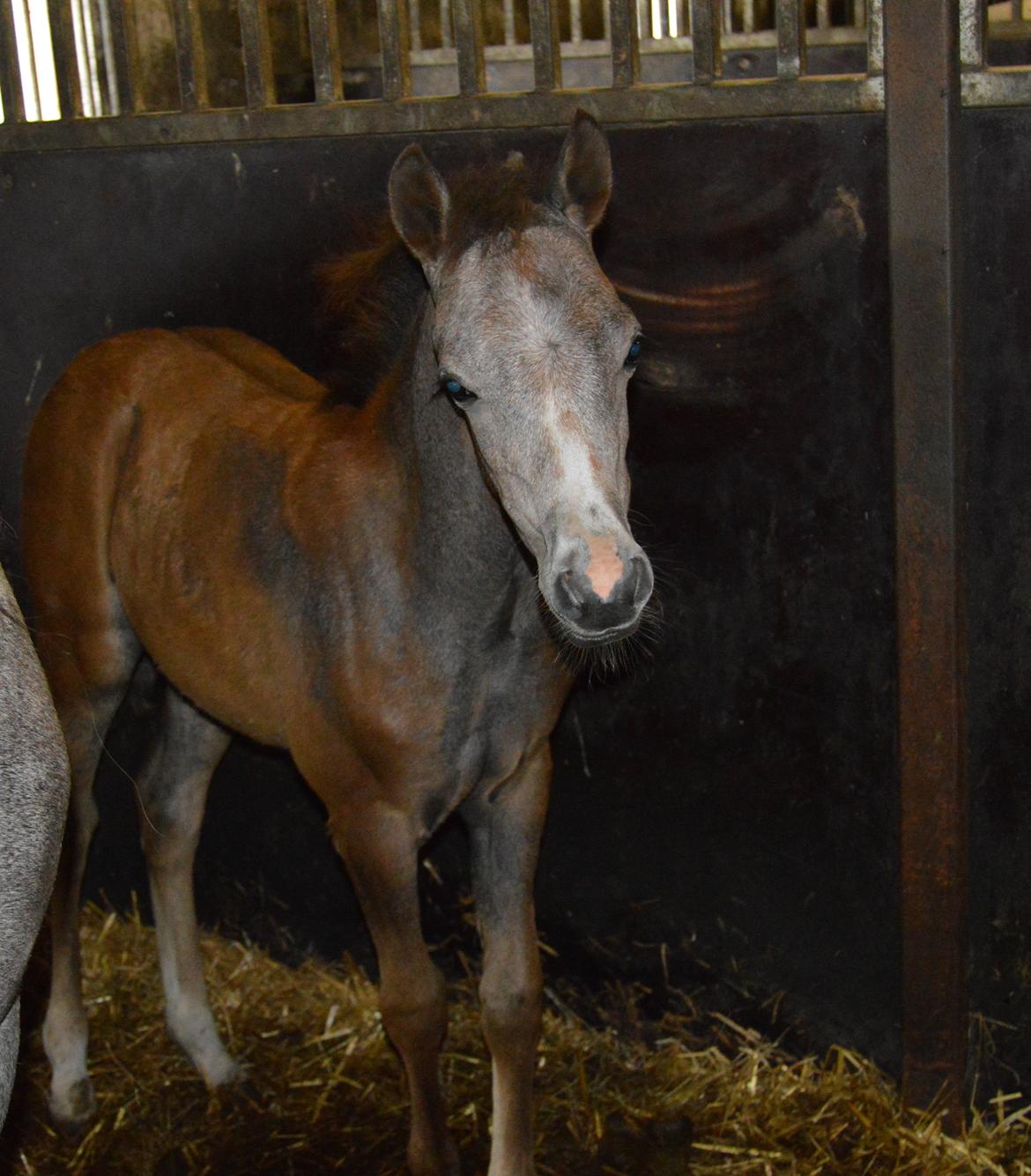 Welsh Pony (sec B) Bjerregårds Casia billede 18