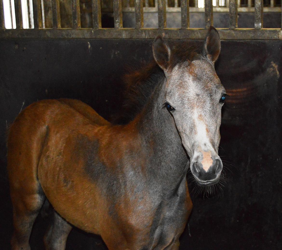 Welsh Pony (sec B) Bjerregårds Casia - Taget d.26-6-13 :) billede 8