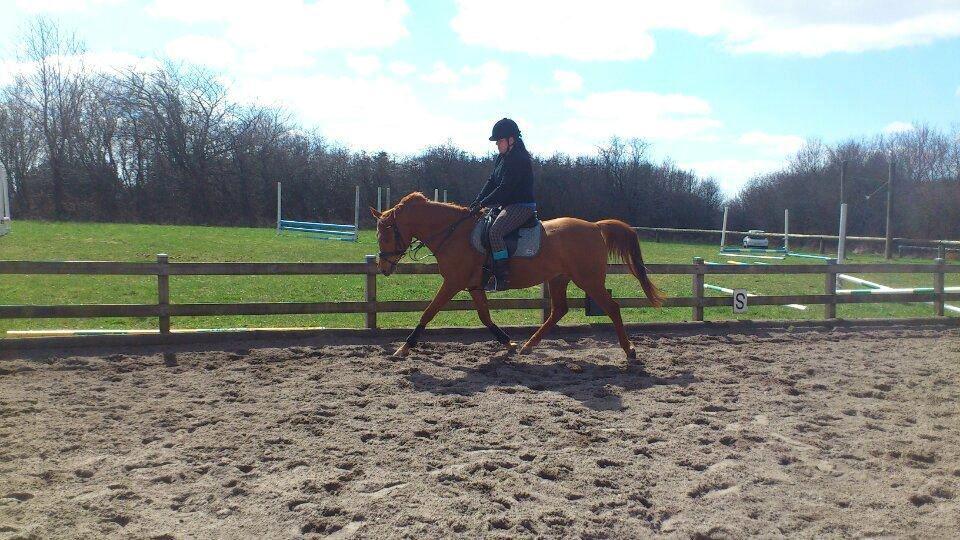 Arabisk fuldblod (OX) Daugaards Al Mahra - Mahra 2013 <3  billede 14