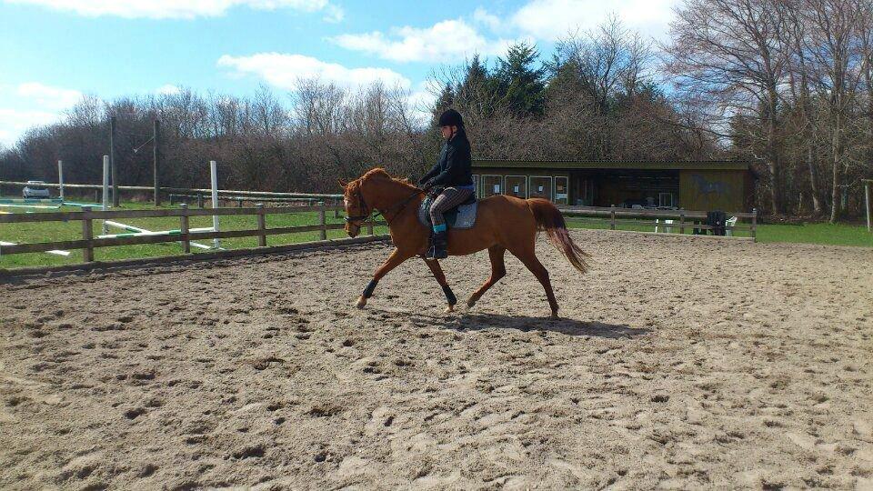 Arabisk fuldblod (OX) Daugaards Al Mahra - min vidunderlige prinsesse <3  billede 16