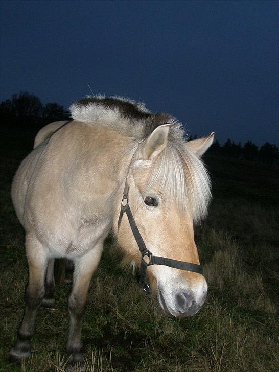 Fjordhest Julie Sejr R.I.P - Ude og gå tur i naturen 2012 billede 2