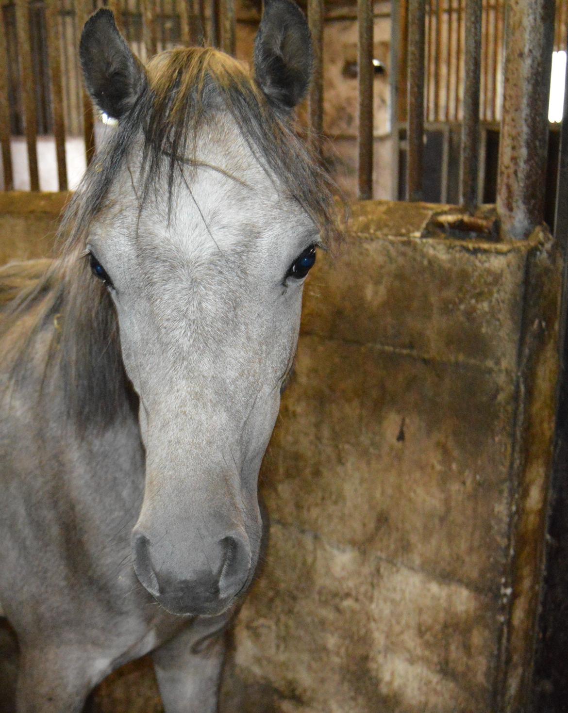 Welsh Pony (sec B) Bjerregårds May Flower - 26-6-13 billede 19