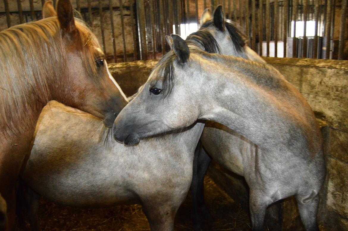 Welsh Pony (sec B) Bjerregårds May Flower - 26-6-13 billede 20