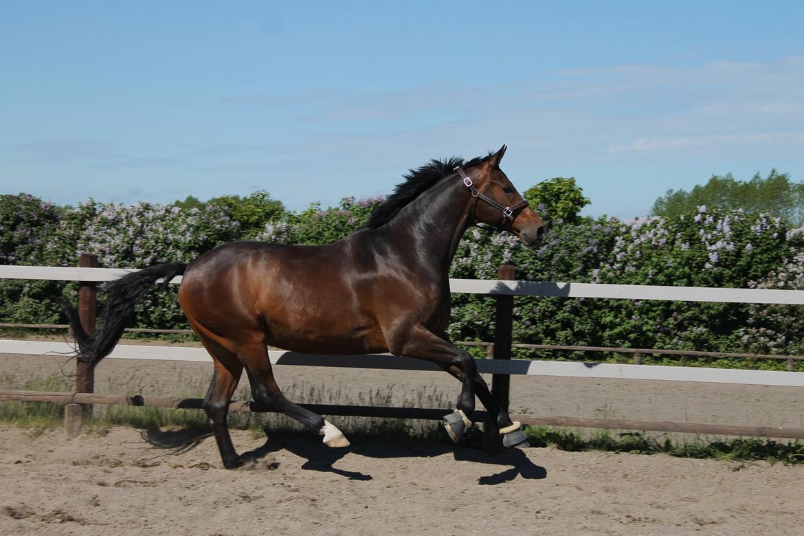 Dansk Varmblod Ganesh - Sommer 2013 billede 3