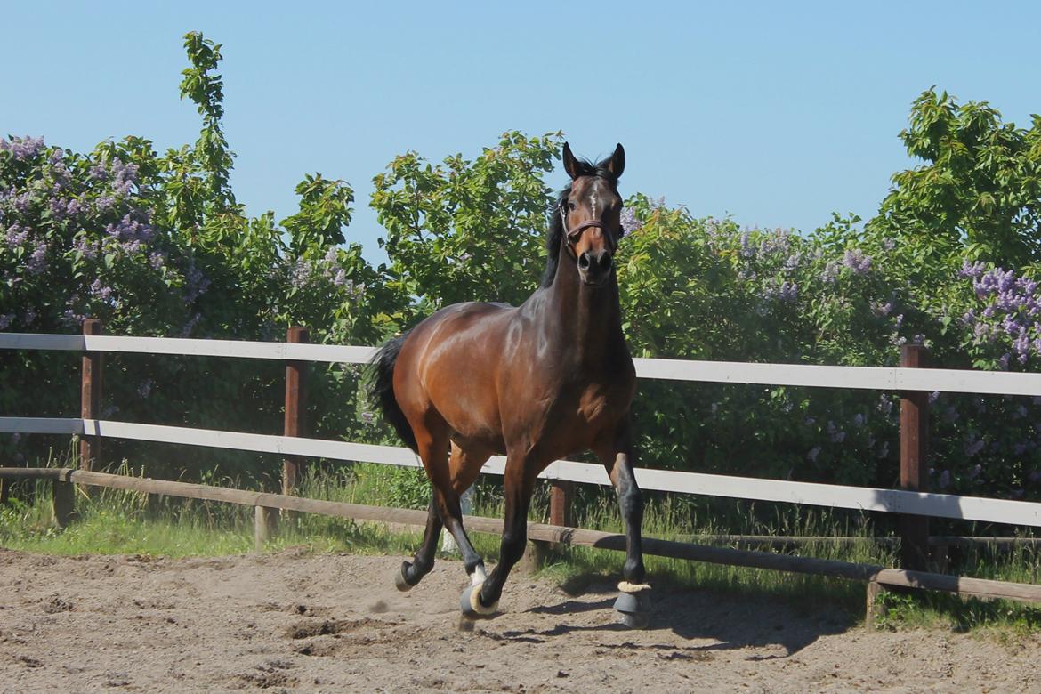 Dansk Varmblod Ganesh billede 4