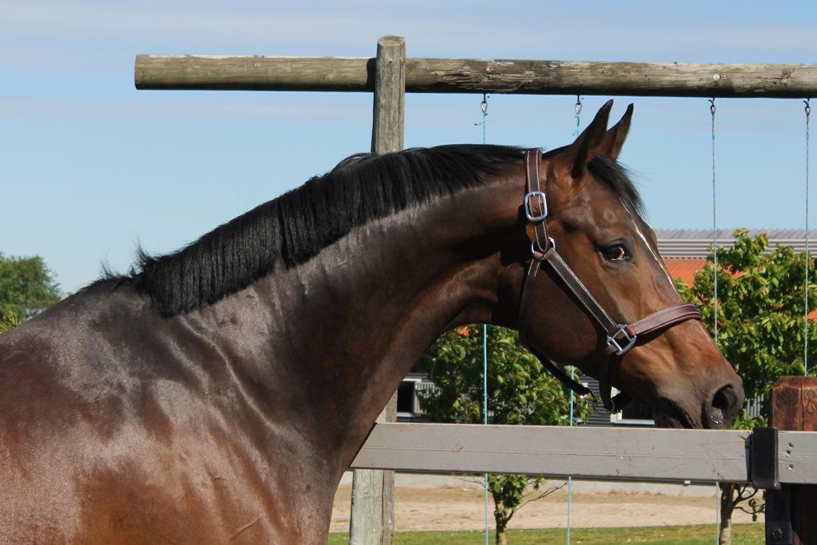 Dansk Varmblod Ganesh billede 5