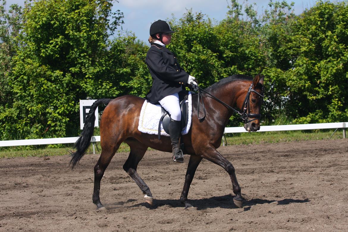 Anden særlig race Freja Ømarksgård solgt - stævnet i nordthy dejlig dag med tøsen  billede 1