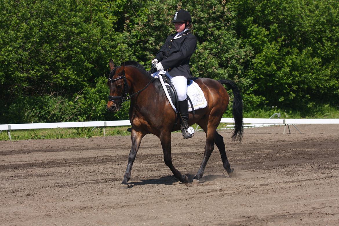 Anden særlig race Freja Ømarksgård solgt - til stævne i nordthy
 billede 2