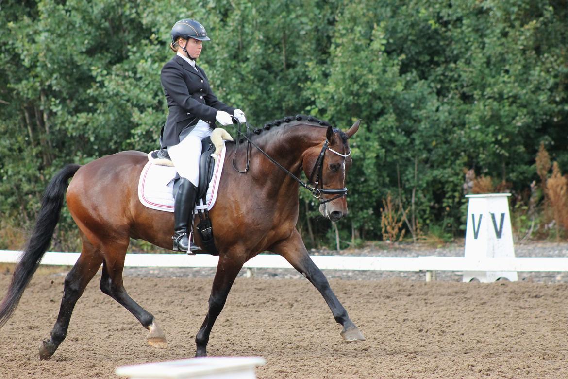 Dansk Varmblod Ganesh - 5 års championat billede 6
