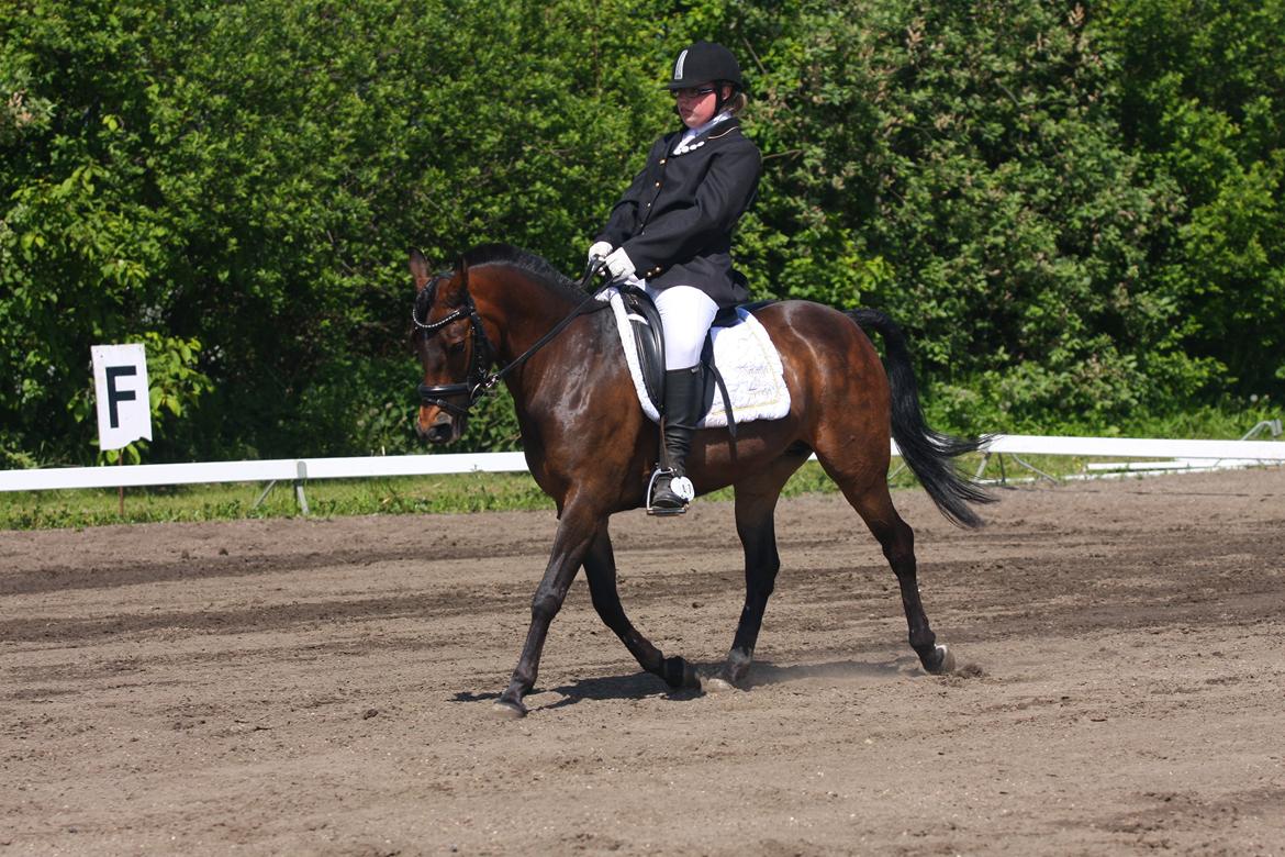 Anden særlig race Freja Ømarksgård solgt - stvæne i nordthy
 billede 3