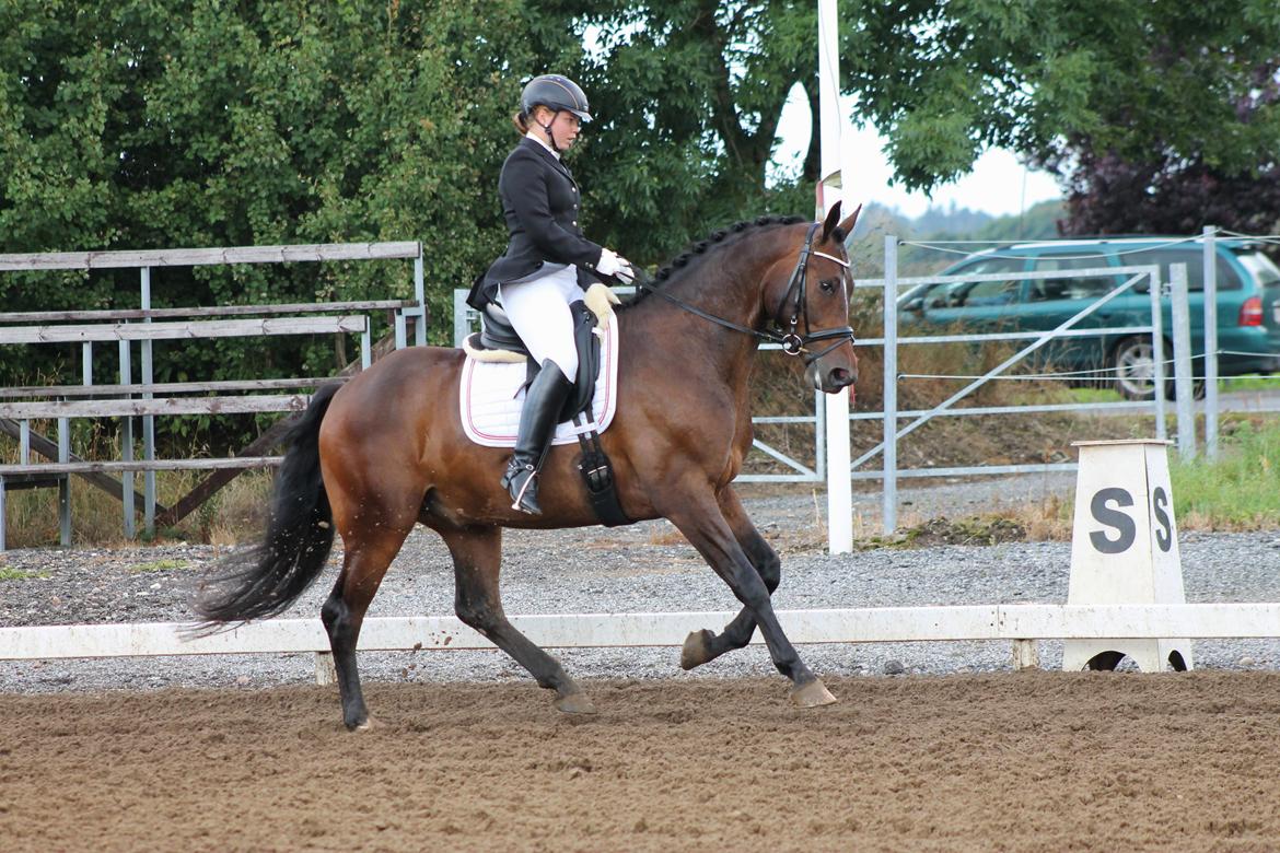 Dansk Varmblod Ganesh billede 7