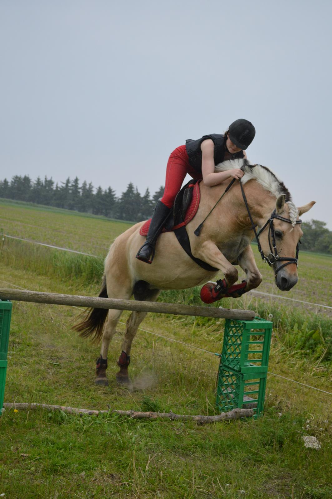 Fjordhest Julie Sejr R.I.P - Du tar' mig til skyerne <3 - 2013 billede 9