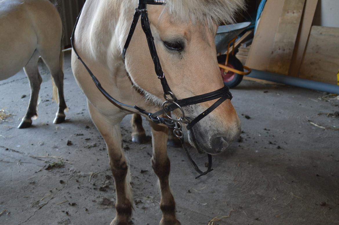 Fjordhest Julie Sejr R.I.P - Poooonzen <3 - 2013 billede 12