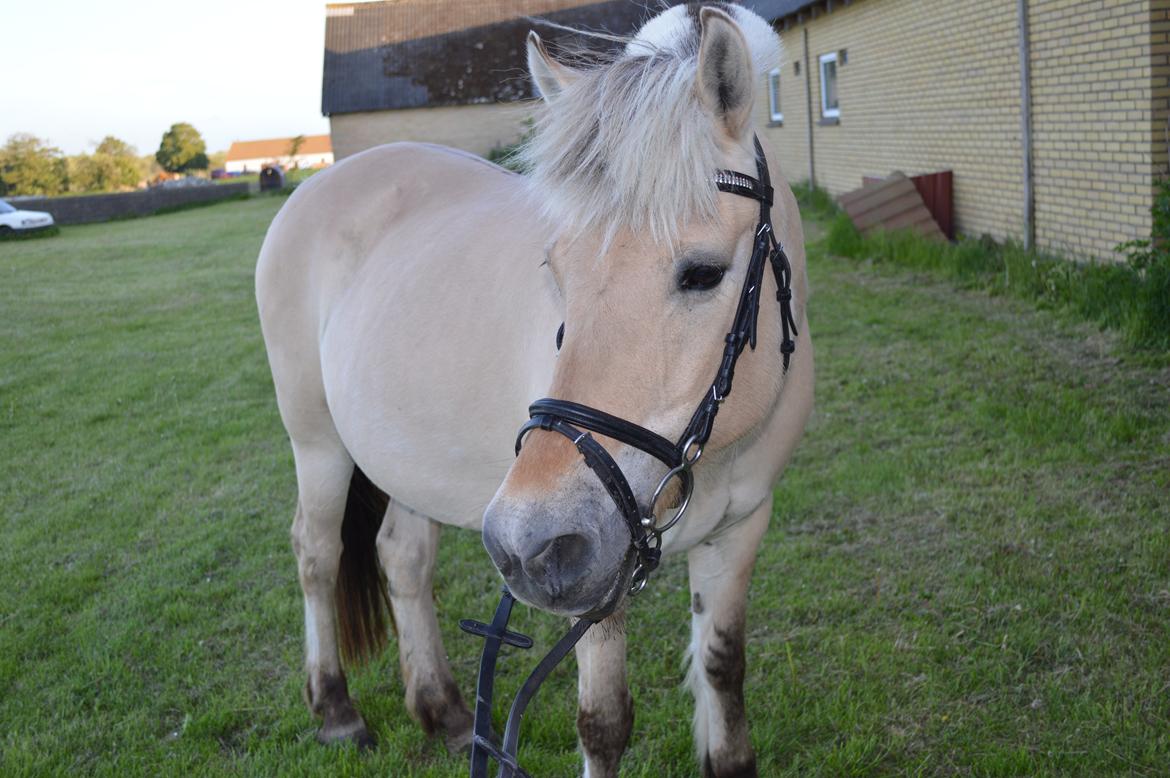 Fjordhest Julie Sejr R.I.P - Leger" model <3 - 2013 billede 13