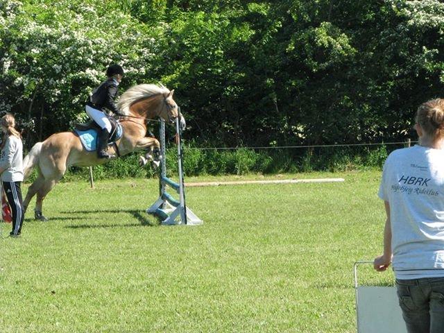 Haflinger Katinka - Katinka syntes tydeligvis det er nogle kedelige højder vi springer, men indtil vi har bedre styr på teknikken må hun overleve (-; billede 14