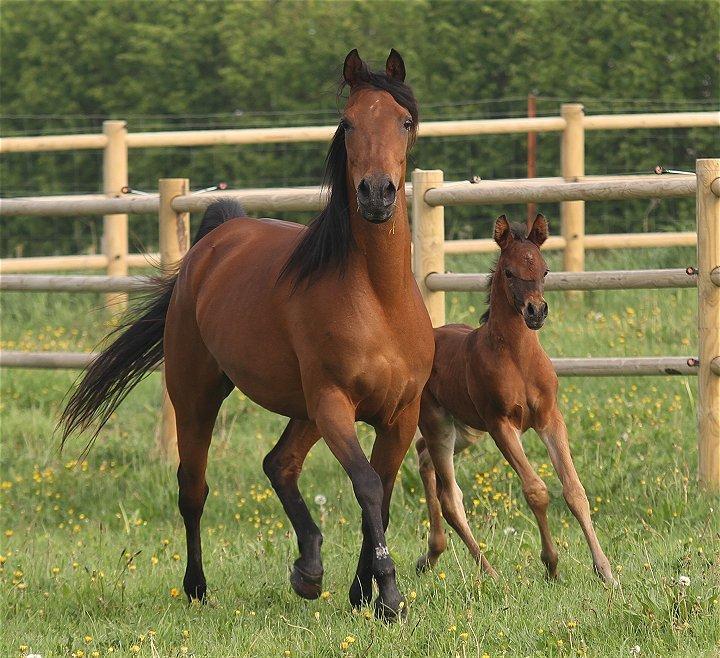 Arabisk fuldblod (OX) Copacabana - Coco og Casillas

Billedet er taget af Charlotte - Davidson Arabians billede 3