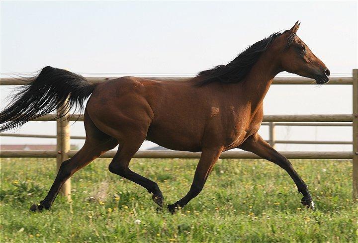 Arabisk fuldblod (OX) Copacabana - Taget af Charlotte - Davidson Arabians billede 4