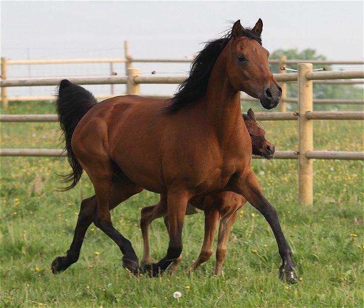 Arabisk fuldblod (OX) Copacabana - Taget af Charlotte - Davidson Arabians billede 2