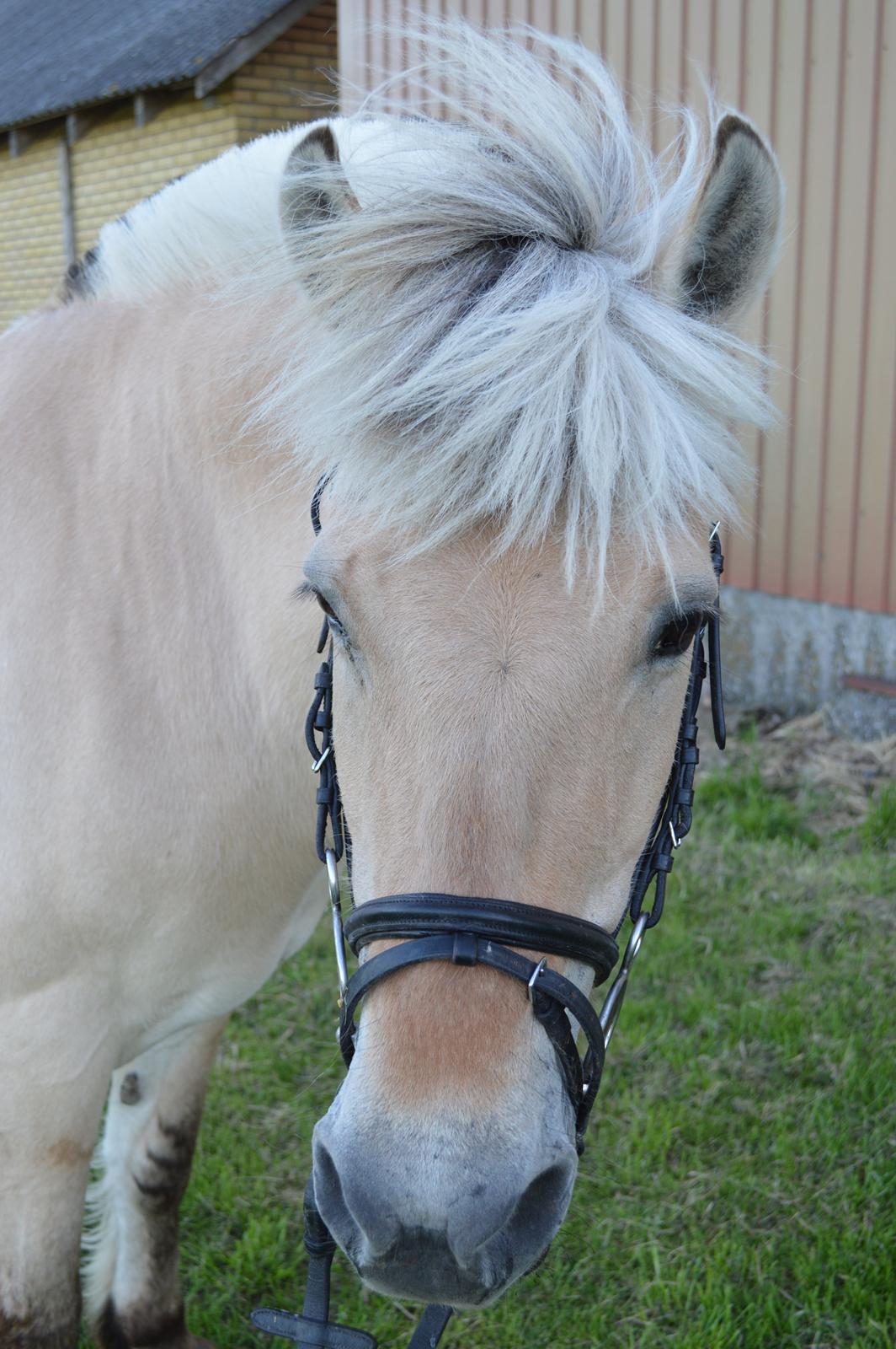 Fjordhest Julie Sejr R.I.P - Skønheden og udyret- du og jeg <3
- 2013 billede 14