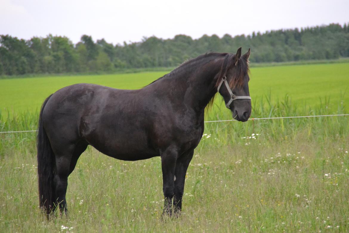 Frieser MELISSA billede 4