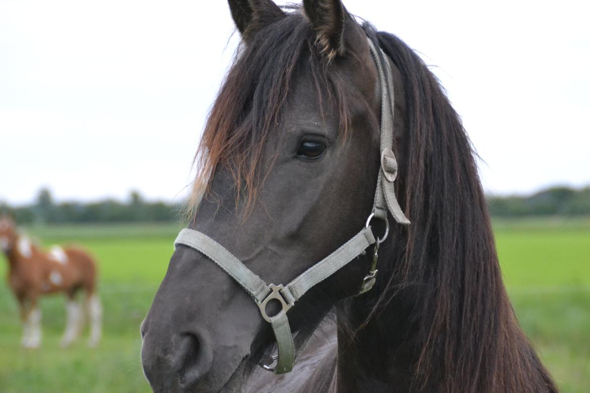 Frieser MELISSA billede 5