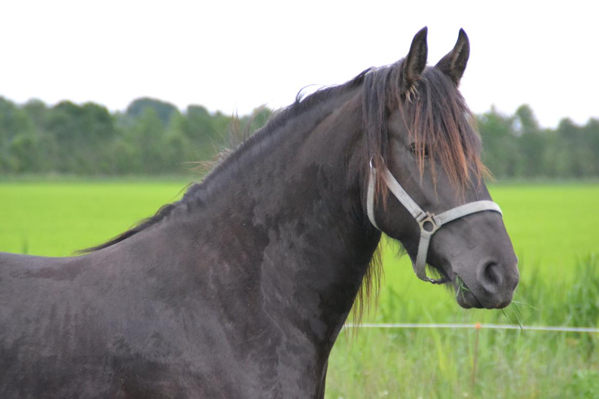 Frieser MELISSA billede 6