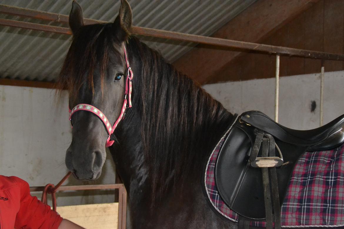 Frieser MELISSA billede 8