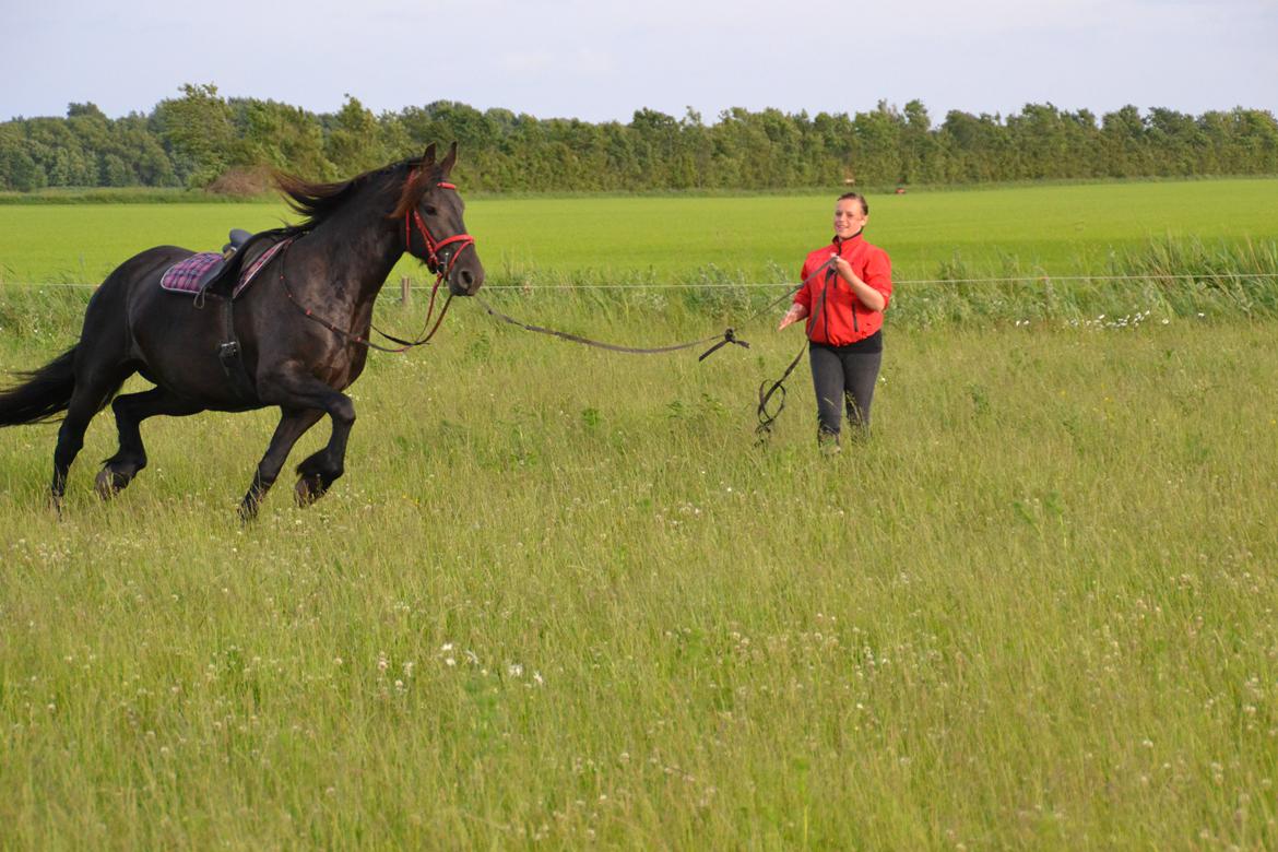 Frieser MELISSA billede 9