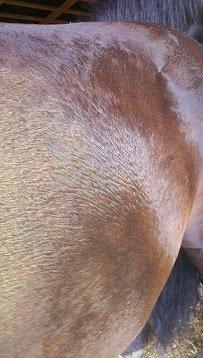 Frieser EFTERLYSES - Quella Von Hasselholt - 2013 Juni - Q guderne må vide hvor den farve kommer fra...? billede 14