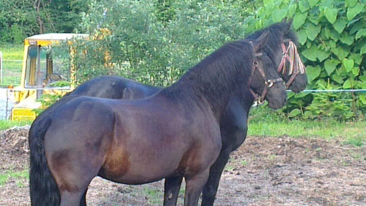 Frieser EFTERLYSES - Quella Von Hasselholt - 2013 Juni - Q og Frauke alene hjemme. De kikker på ælingerne der er ved at blive lukket ind for natten :-) billede 15