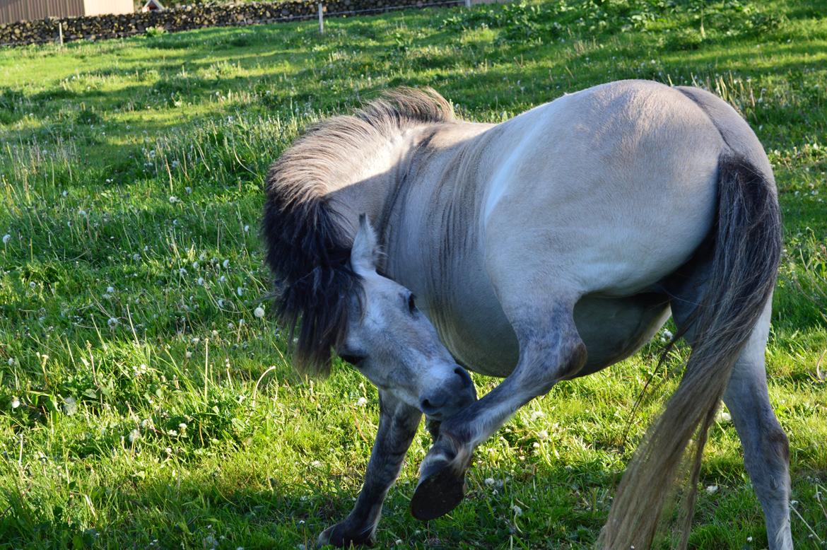 Anden særlig race Pippi ( Solgt) - Man kan nå alle steder hvis det klør nok!, 
hahahah elsker hende! - 2013 billede 10